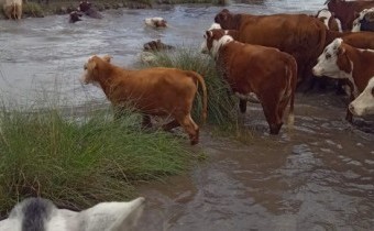 La producción ganadera al borde del colapso en Santa Fe